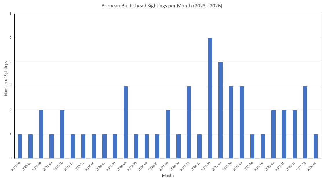 Figure 1. Monthly frequency of visually confirmed Bornean Bristlehead records from June 2023 to January 2026 at the study site. Months without records reflect periods of observer absence.