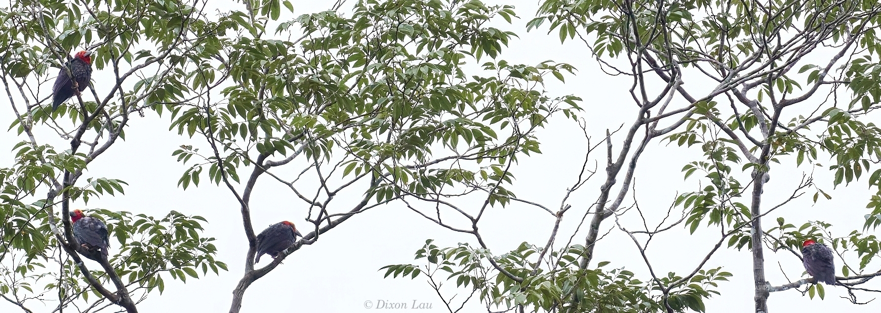 Figure 1. Group of four Bornean Bristleheads Pityriasis gymnocephala perched together in lowland peat swamp forest, Sarawak, Malaysia. This species typically occurs in cohesive social groups. Photo by D. Lau, Aug 2024.