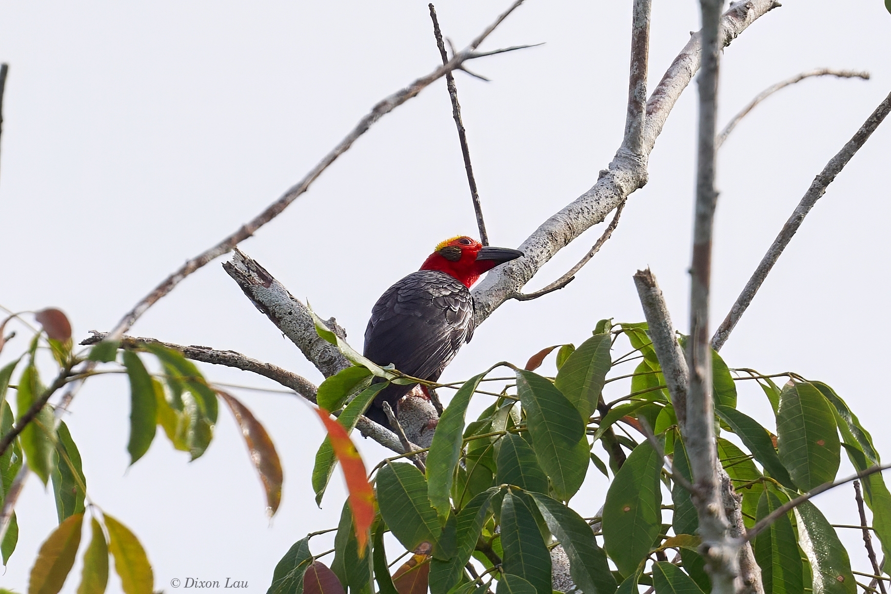 Figure 4. Solitary Bornean Bristlehead Pityriasis gymnocephala, vocalising and moving within a restricted area for an extended period. Photo by D. Lau, Jan 2026.