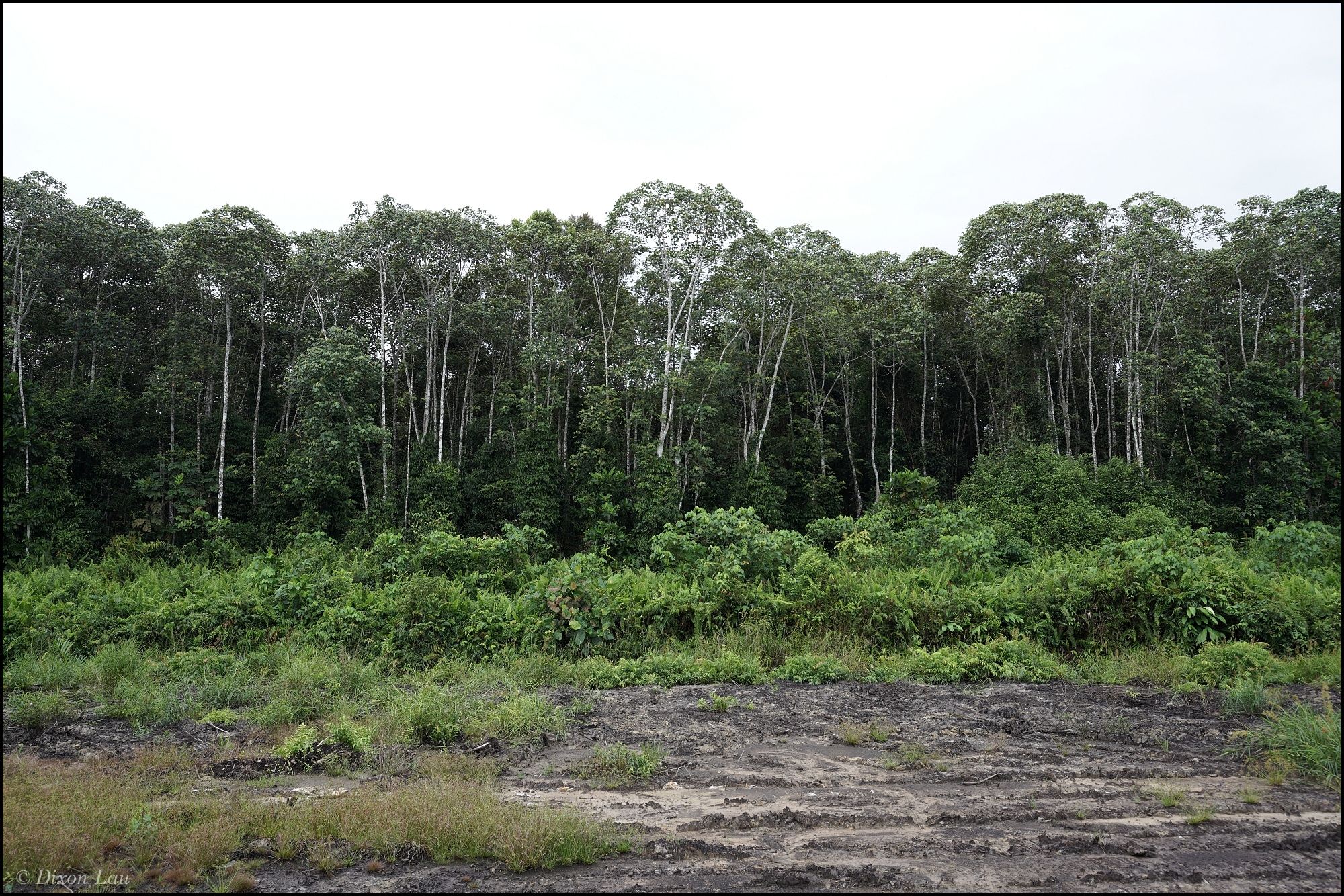 Figure 1B. Transitional swamp forest at the study site.