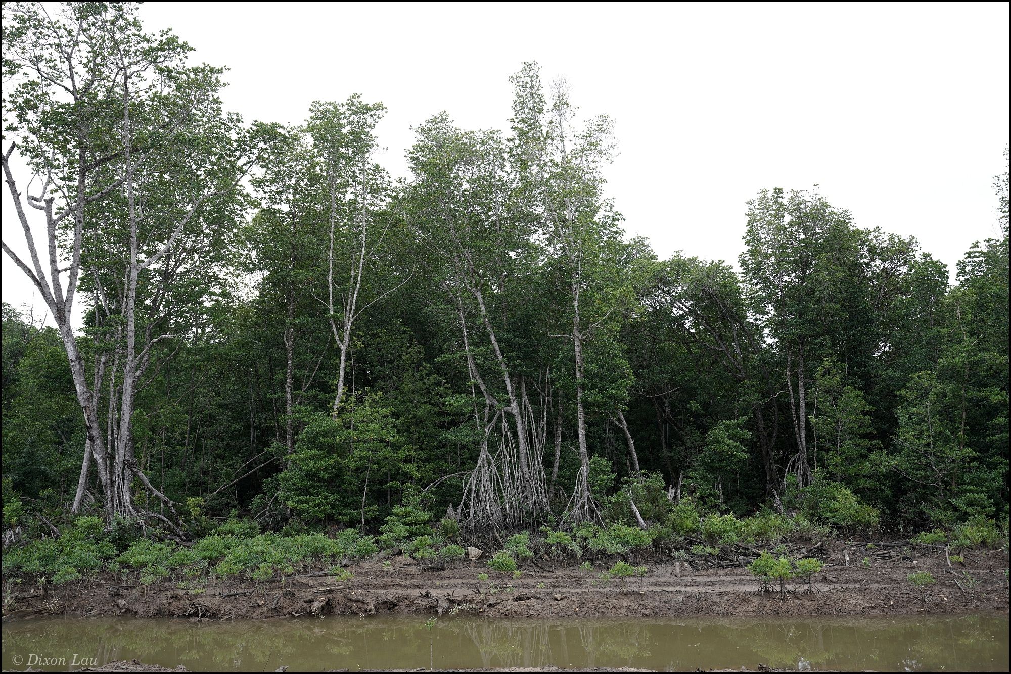 Figure 1C. Tidal mangrove forest.