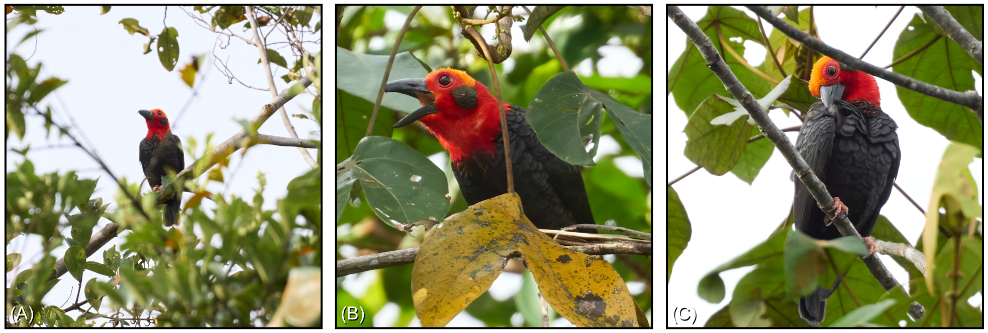 Figure 2. Bornean Bristlehead at the study site: (A) single individual perched in mid-storey; (B) individual vocalising; (C) individual engaged in brief preening.